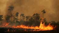 Danske pensionsselskaber går med i investorgruppe mod skovrydning i Amazonas