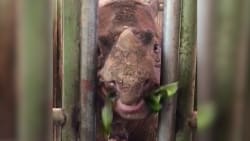 Malaysia mister sit sidste sumatranæsehorn