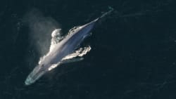 Alternativ klimaløsning: Flere hvaler kan fjerne enorme mængder CO2
