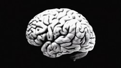 Scanninger afslører, at mobbere og bøller måske har anderledes hjerner 
