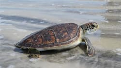 Havskildpadder stortrives under coronakrisen