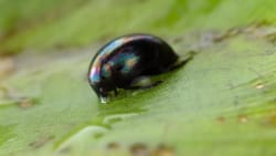 Overlever tur gennem mave og tarm: Lille bille kravler levende ud af numsen på frø 
