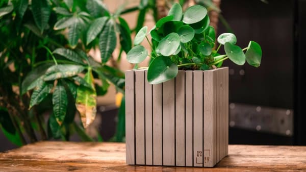 Eksperterne er uenige: Kan potteplanter redde luften i din stue? 
