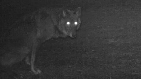 Nyt studie: Danske ulve jager i mørke - og sover lang middagslur