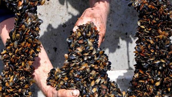 Et 'kinderæg' for natur, miljø og klima: Muslinger kan ende med at suge tonsvis af kvælstof