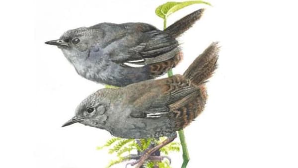 Dansk ornitolog lægger navn til ny fugleart i Peru