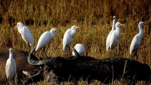 Eksotisk fugl besøger Danmark: Hænger normalt ud på bøflens ryg i Afrika