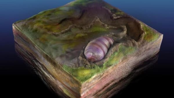 Mød din (måske) ældste forfader: En 555 millioner år gammel orm  