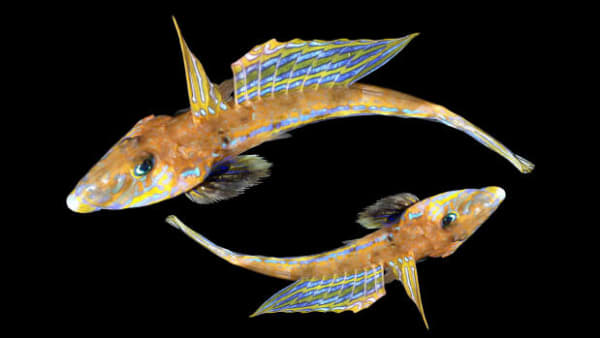 Transkønnet fisk og havets sommerfugl: Her er fire fascinerende, danske havdyr