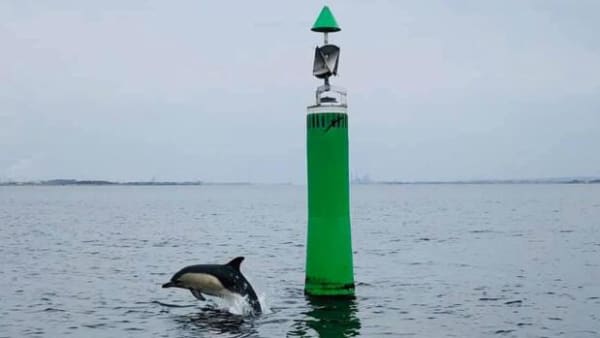 Varmere vand får delfiner til Danmark: Legesyge flokke boltrer sig i havet omkring os