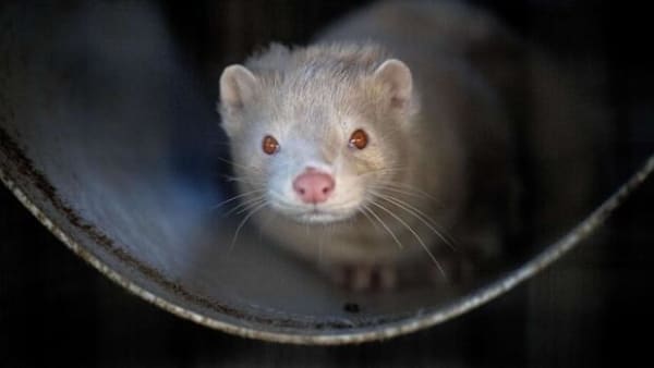 Mink smittet med coronavirus i Nordjylland