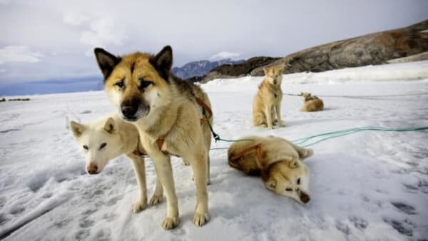 Dna afslører: Slædehunde har levet med mennesker meget længere, end vi troede