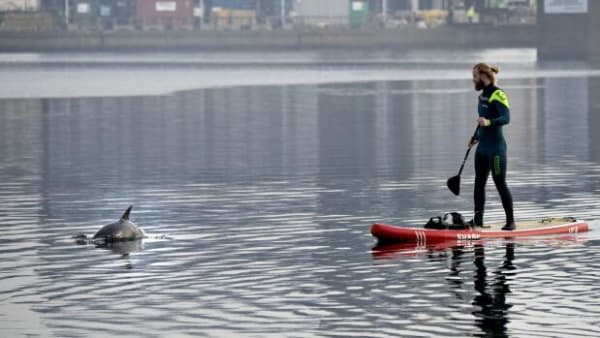 Ta' på safari i Danmark: Her er 5 vilde dyr, du normalt ikke ser herhjemme