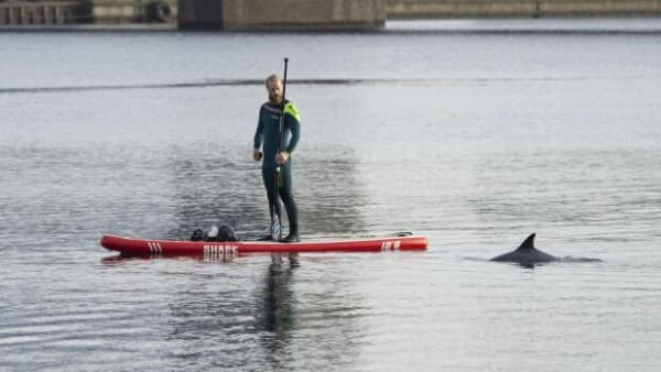 Delfiner i Danmark: Sådan tager du hensyn, når du møder dem