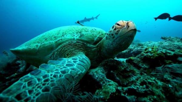 De er kendt for at finde vej - men skildpadder svømmer hundredvis af kilometer forkert