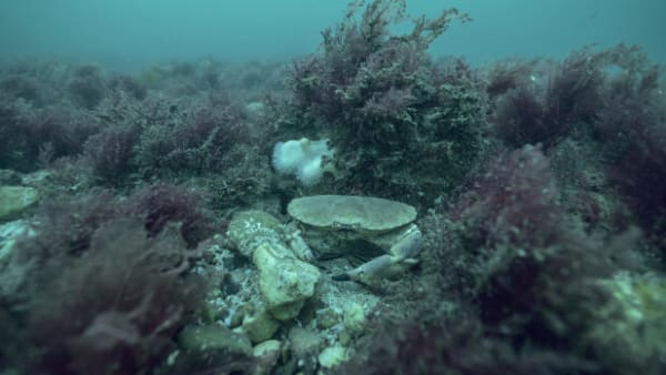 Fotograf kortlægger: Ubeskyttet dansk havbund gemmer på koraller