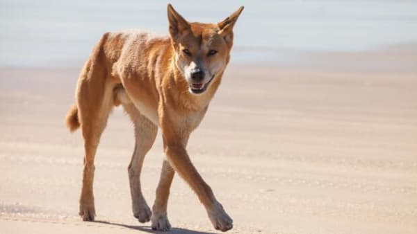 Australske vildhunde bliver større og større: Kan skyldes gift spredt af mennesker