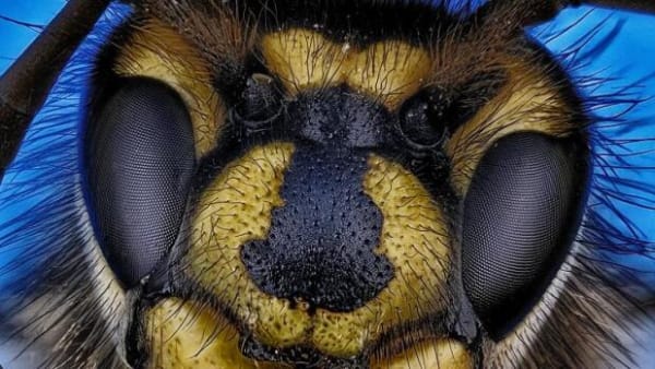 Forskere undersøger 429 millioner år gammelt øje: Ligner nutidens biers