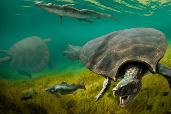 Den har længe været omgærdet af mystik: Uddød skildpadde var på størrelse med en bil og bygget til kamp
