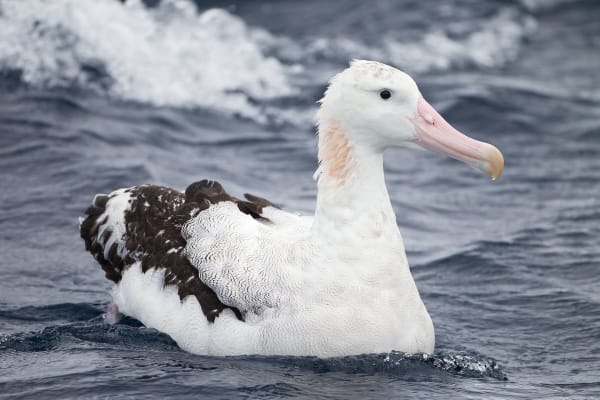 Albatrosser afslører ulovlige fiskere