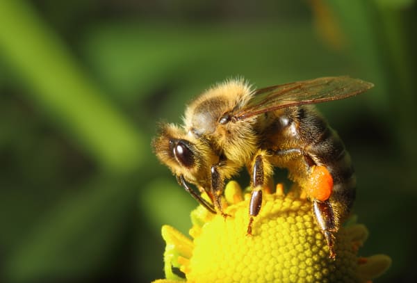 Arter af insekter uddør i alarmerende hast - og det er vores skyld