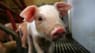 Spis dit nye kæledyr eller bliv vegetar: Nyt tv-program udfordrer kødspisere
