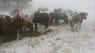 Voldsom snestorm har kostet 80 islandske heste livet