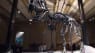 T-rex-skelet kommer til Danmark for første gang