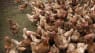 Fugleinfluenza nær Aalborg: 50.000 høns skal aflives