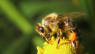 Arter af insekter uddør i alarmerende hast - og det er vores skyld