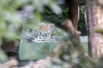 Tiger fra dansk zoo dræber dyrepasser i Schweiz