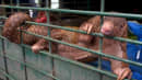 FN opfordrer til at forbyde dyremarkeder: Derfor kan farlige vira udspringe derfra