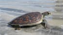 Havskildpadder stortrives under coronakrisen